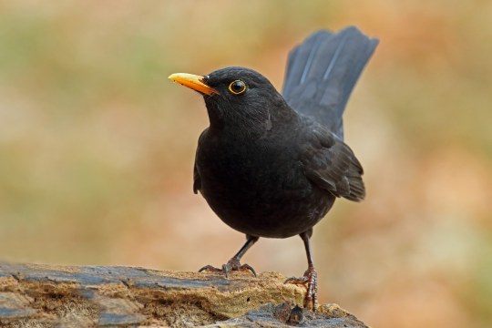 Ein Amselmännchen auf einem morschen Ast | © Frank Derer