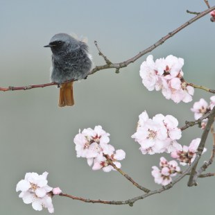 Hausrotschwanz | © Rosl Rössner