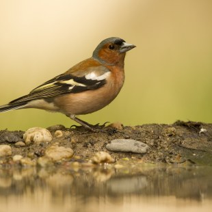 Buchfink | © Rosl Rössner