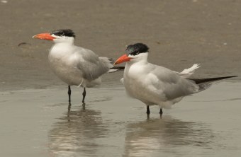 Zwei Raubseeschwalben auf Wattboden | © Rosl Rößner