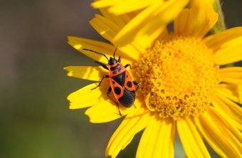 Feuerwanze | © Dr. Eberhard Pfeuffer