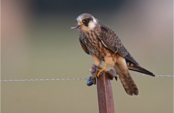 Rotfußfalke mit Beute im Schnabel sitzt auf einer Zaunstange | © Herbert Henderkes