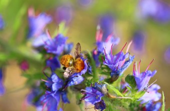 Mooshummel | © Monika Graf