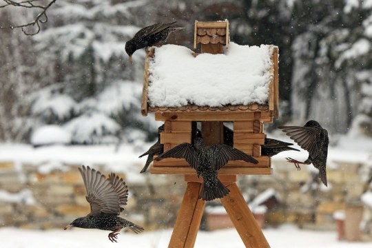 Stare an der Futterstelle - Ingo Rittscher Stare | © Ingo Rittscher