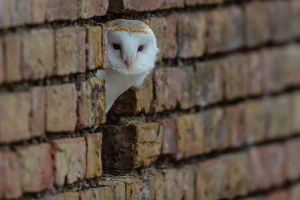 Schleiereule schaut aus einer gemauerten Wand heraus | © Gunther Zieger