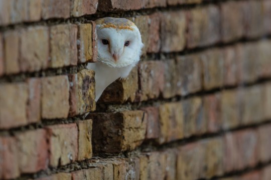 Schleiereule | © G. Zieger