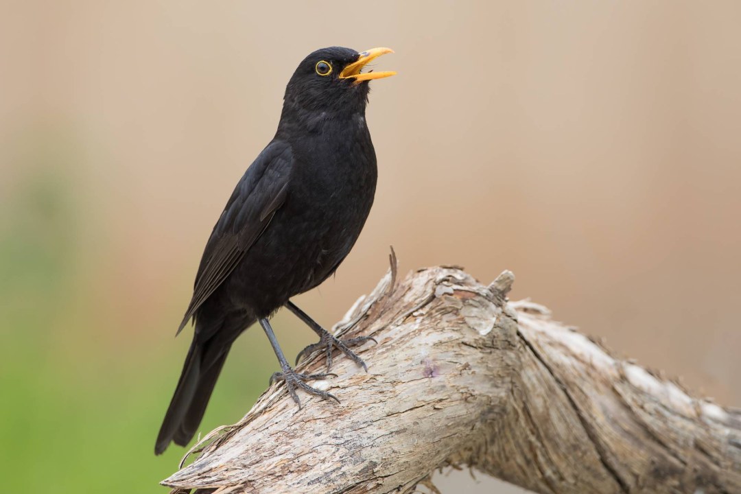 Amsel sitzt auf morschem Ast und singt | © Erich Obster