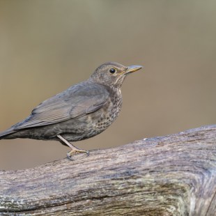 Amsel Weibachen | © Christoph Bosch