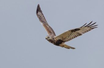 Raufußbussard im Flug | © Gunther Zieger