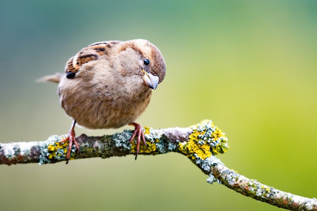 Haussperling | © Max Kugler