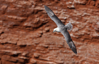 Eissturmvogel im Flug | © Dr. Christoph Moning