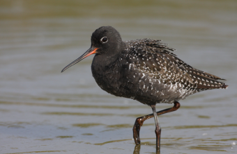 Dunkler Wasserläufer watet im Flachwasser | © Zdenek Tunka