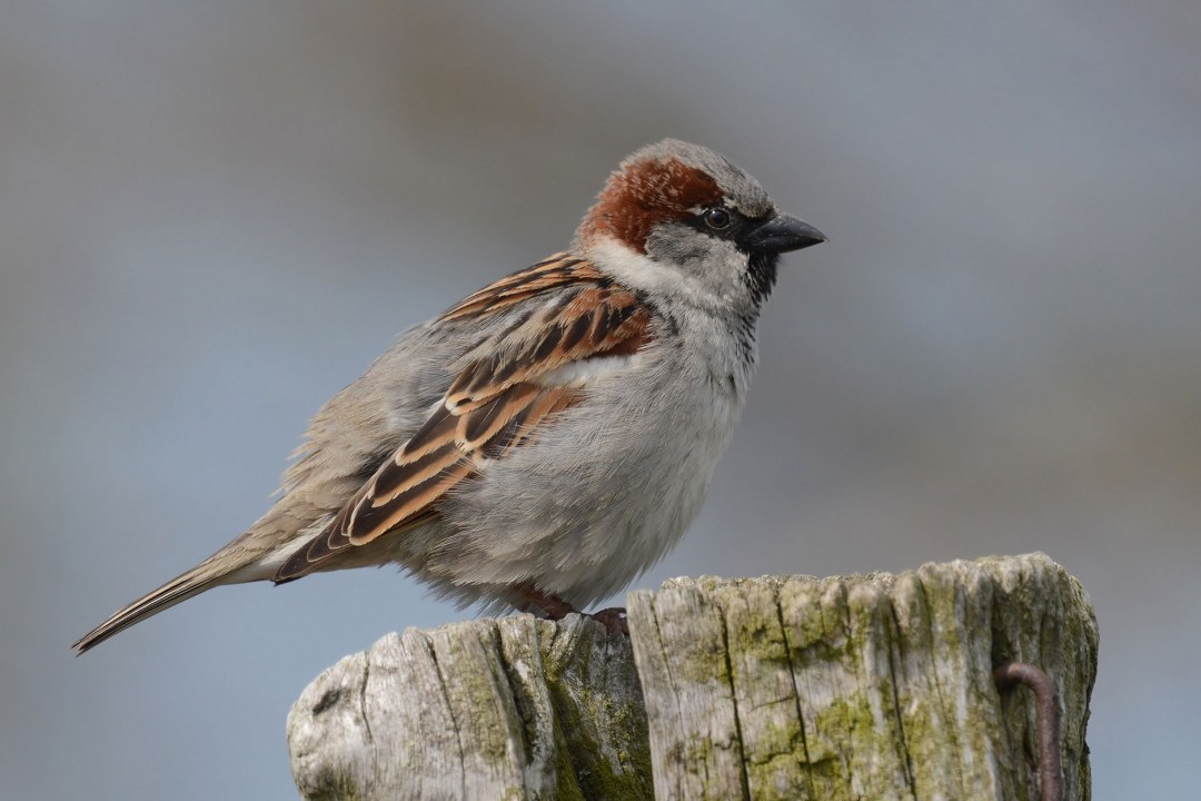 Haussperling auf Baumstumpf | © Herbert Henderkes