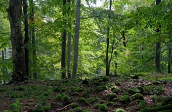 Wald | © Dr. Eberhard Pfeuffer