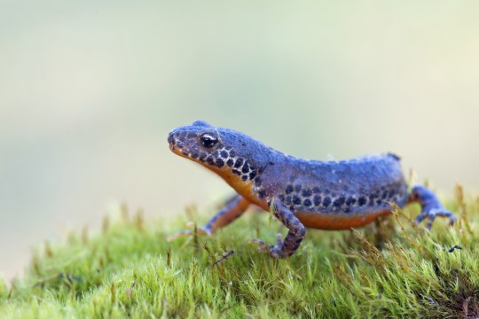 Bergmolch | © Frank Derer