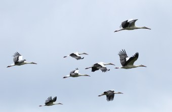 Weißstörche | © Dieter Hopf