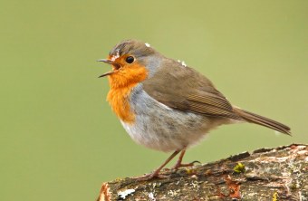 Rotkehlchen | © Rosl Rössner