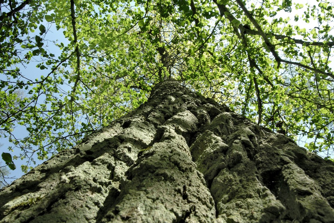 Rainer Wald | © Stiersdorfer