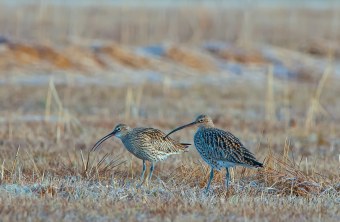 Großer Brachvogel | © Thoma Martin