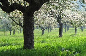 Streuobstwiese | © Thomas Staab