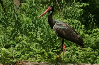 Schwarzstorch | © Dr. Christoph Moning