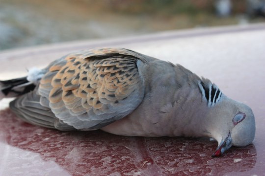 Abgeschossene Turteltaube | © CABS