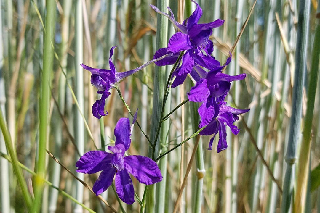Ackerrittersporn | © Naturland