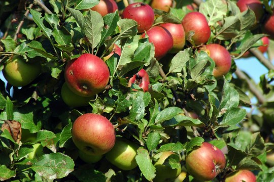 Rote, reife Äpfel hängen an einem Baum | © Thomas Staab