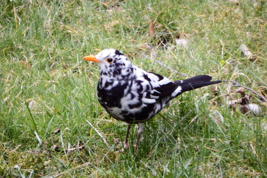 Eine Leuzistische Amsel sitzt im Gras | © G.Vorwald