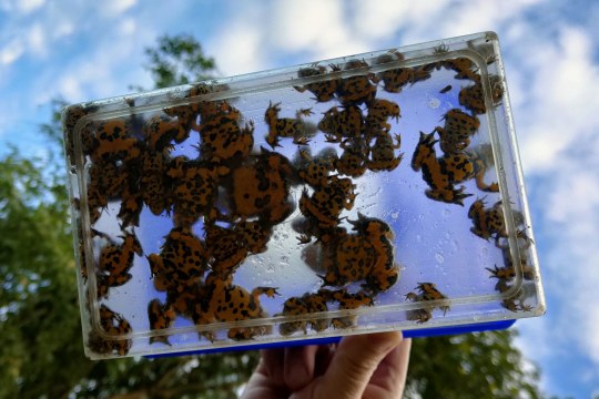 Ein Behälter voller Unken wird gegen den Himmel gehalten | © Aida Kumpf