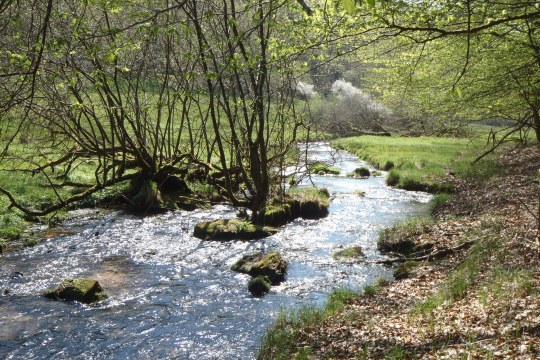 Naturnaher Bach | © Maximilian Sehr
