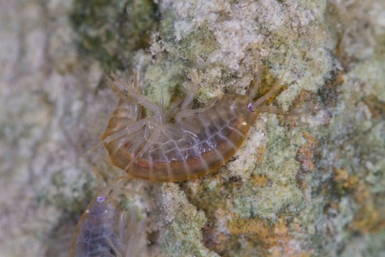 ein Bachflohkrebs in Nahaufnahme | ©Andreas Hartl