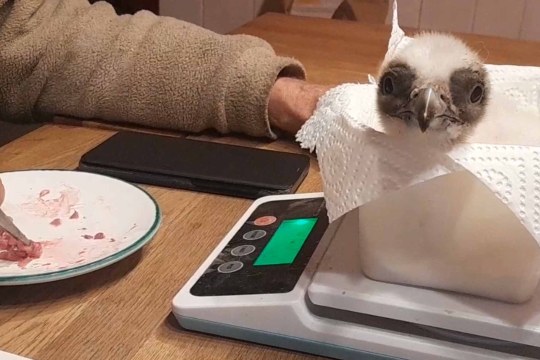 Das Bartgeierbaby BG1168 sitzt in einer Tupperdose und wird mit kleinen Fleischhäppchen gefüttert |© Richard-Faus-Bartgeier-Zuchstation Haringsee