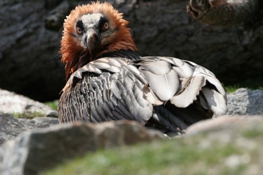 Ein Bartgeier mit frisch eingefärbtem Gefieder sitzt auf Steinen | © Hans-Joachim Fünfstück