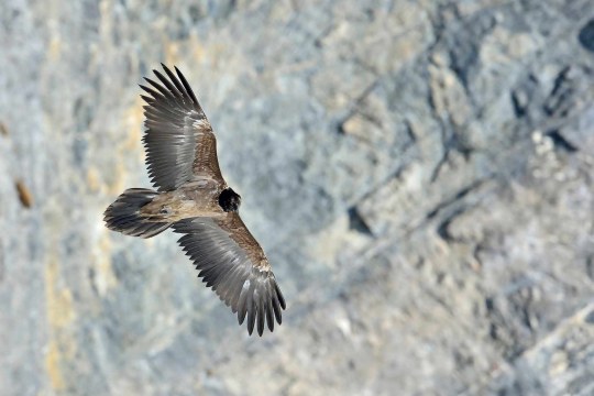 Junger Bartgeier im ersten Kalenderjahr | © Hansruedi Weyrich