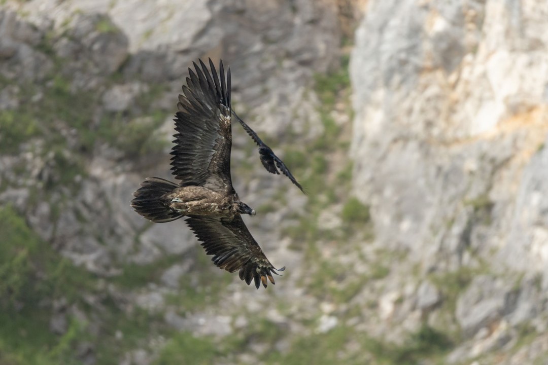 Sisi und Kolkrabe |© Urs Leuthäusser, LBV