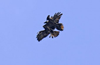 Bartgeier Vinzenz und Steinadler | © Markus Leitner