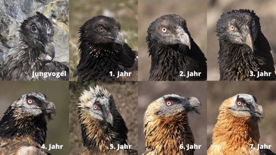 Bartgeier Metamorphose der Kopffärbung | ©  Hansruedi Weyrich