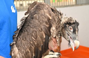 Bartgeier wird vorbereitet | © Hansruedi Weyrich