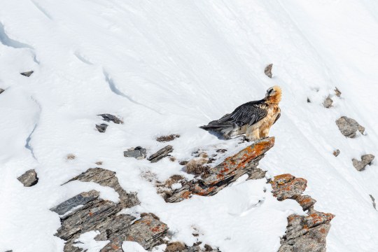 Bartgeier sitzt auf schneebedecktem Felsen | © Hansruedi Weyrich