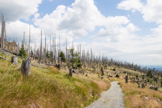 Bayerischer Wald am Rachel | © Marcus Bosch
