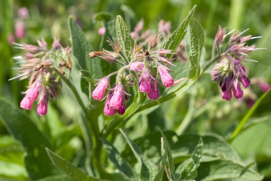 Rosafarbene glockenförmige Blüten, die nach unten hängen | © Frank Derer
