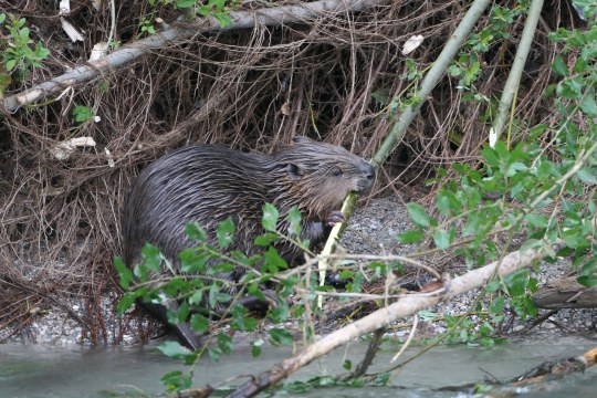 Biber | © H. J. Fünfstück