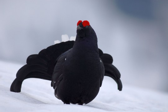 Birkhuhn im Schnee | © Henning Werth