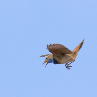 Blaukehlchen in der Luft am blauen Himmel | © Stephan Leimbach