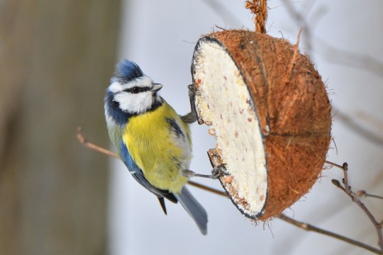 Blaumeise | © Bernd Heiler