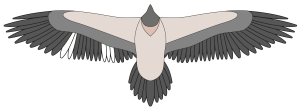 Bartgeier Wally Bleichmuster