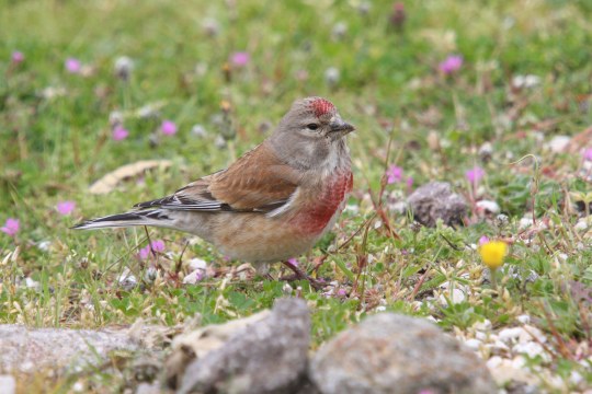 Bluthänfling auf einer Wiese | © Dr. Christoph Moning
