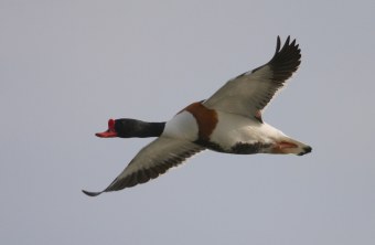 Brandgans im Flug | © Zdenek Tunka