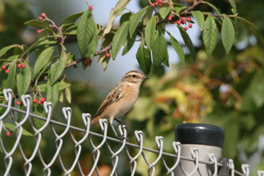 Braunkehlchen auf Zaun | © H. Fünfstück